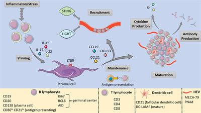 Translational and oncologic significance of tertiary lymphoid structures in pancreatic adenocarcinoma